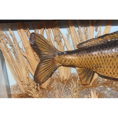 1549 - Vintage taxidermy study of a 9lb 3oz Carp, caught by E. Cousins Esq. 1952, in glazed display case, a... 