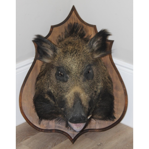 1550 - Vintage taxidermy study of a Boars head mounted on wooden shield, shield approx 75cm x 55cm