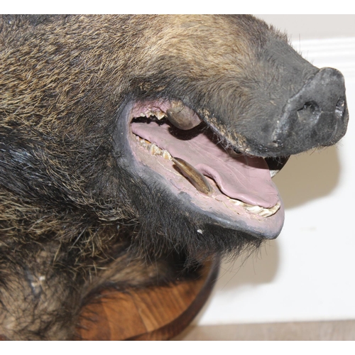 1550 - Vintage taxidermy study of a Boars head mounted on wooden shield, shield approx 75cm x 55cm