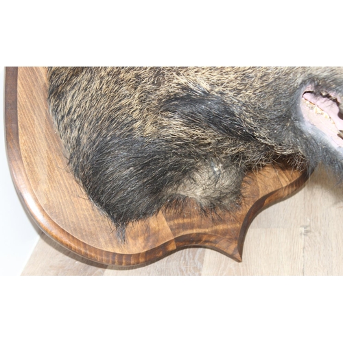 1550 - Vintage taxidermy study of a Boars head mounted on wooden shield, shield approx 75cm x 55cm