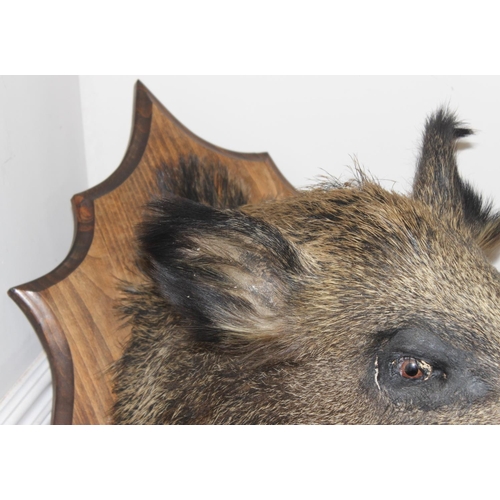 1550 - Vintage taxidermy study of a Boars head mounted on wooden shield, shield approx 75cm x 55cm