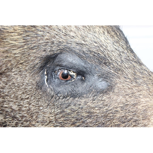 1550 - Vintage taxidermy study of a Boars head mounted on wooden shield, shield approx 75cm x 55cm