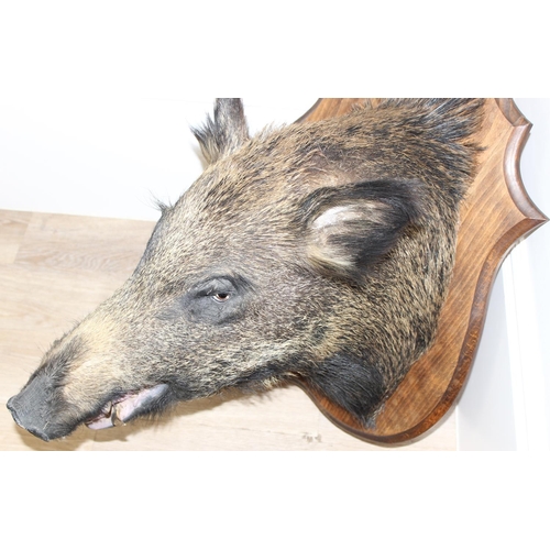 1550 - Vintage taxidermy study of a Boars head mounted on wooden shield, shield approx 75cm x 55cm