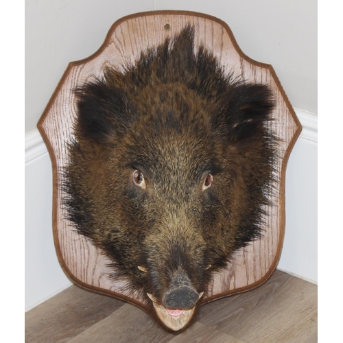 1551 - Vintage taxidermy study of a Boars head mounted on wooden shield, shield approx 62cm x 50cm