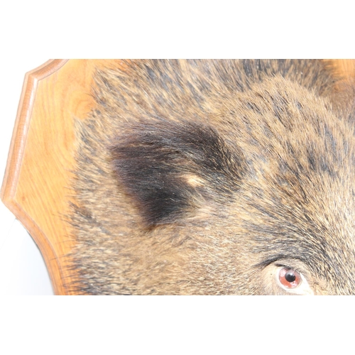 1551 - Vintage taxidermy study of a Boars head mounted on wooden shield, shield approx 62cm x 50cm