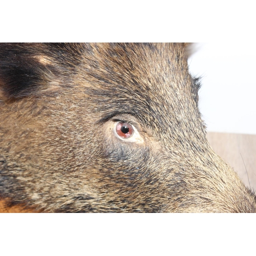 1551 - Vintage taxidermy study of a Boars head mounted on wooden shield, shield approx 62cm x 50cm