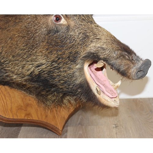 1551 - Vintage taxidermy study of a Boars head mounted on wooden shield, shield approx 62cm x 50cm