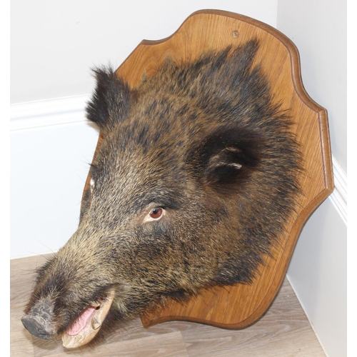 1551 - Vintage taxidermy study of a Boars head mounted on wooden shield, shield approx 62cm x 50cm