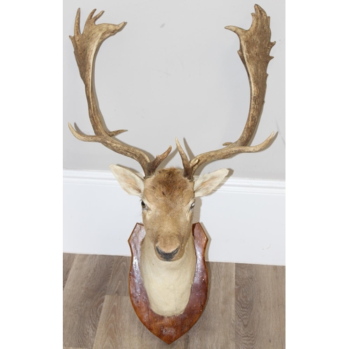 1552 - Vintage taxidermy study of a Fallow Deer head with antlers mounted on wooden shield, approx 100cm fr... 