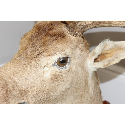 1552 - Vintage taxidermy study of a Fallow Deer head with antlers mounted on wooden shield, approx 100cm fr... 