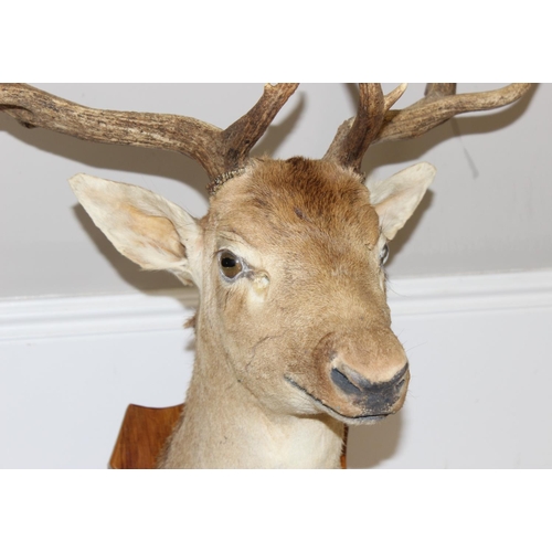 1552 - Vintage taxidermy study of a Fallow Deer head with antlers mounted on wooden shield, approx 100cm fr... 