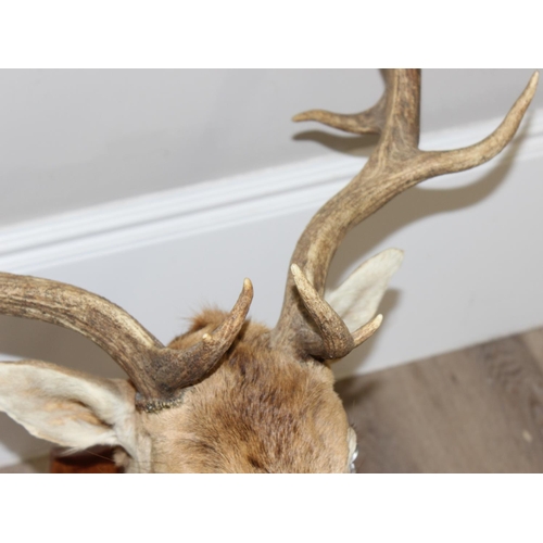 1552 - Vintage taxidermy study of a Fallow Deer head with antlers mounted on wooden shield, approx 100cm fr... 