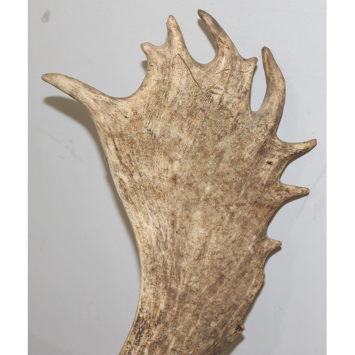 1552 - Vintage taxidermy study of a Fallow Deer head with antlers mounted on wooden shield, approx 100cm fr... 