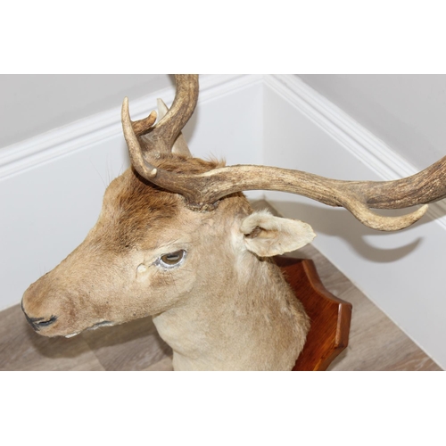 1552 - Vintage taxidermy study of a Fallow Deer head with antlers mounted on wooden shield, approx 100cm fr... 