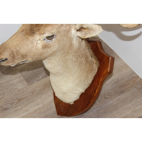 1552 - Vintage taxidermy study of a Fallow Deer head with antlers mounted on wooden shield, approx 100cm fr... 