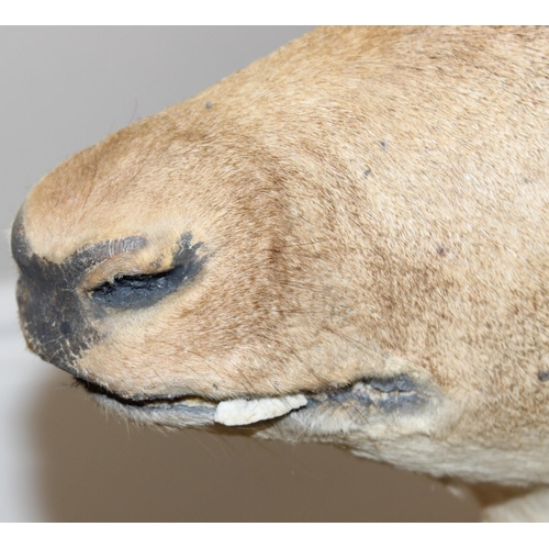 1552 - Vintage taxidermy study of a Fallow Deer head with antlers mounted on wooden shield, approx 100cm fr... 