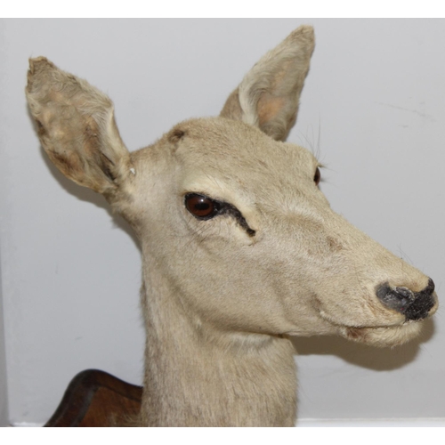 1553 - Vintage taxidermy study of an Elk head mounted on wooden shield, approx 80cm from tip of ear to bott... 