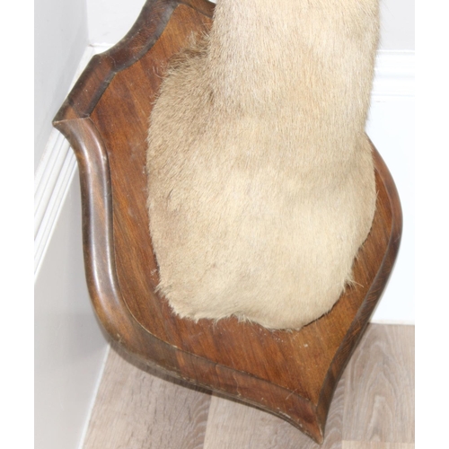 1553 - Vintage taxidermy study of an Elk head mounted on wooden shield, approx 80cm from tip of ear to bott... 