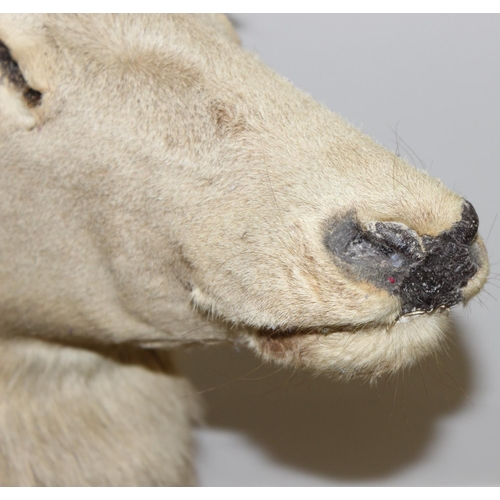 1553 - Vintage taxidermy study of an Elk head mounted on wooden shield, approx 80cm from tip of ear to bott... 