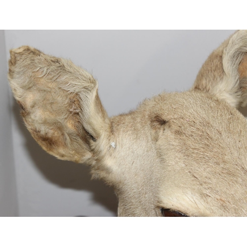 1553 - Vintage taxidermy study of an Elk head mounted on wooden shield, approx 80cm from tip of ear to bott... 