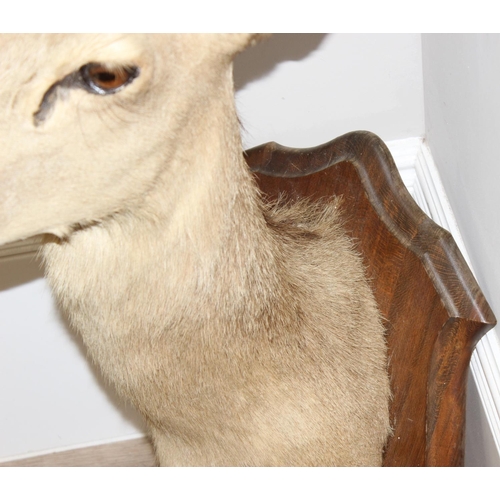 1553 - Vintage taxidermy study of an Elk head mounted on wooden shield, approx 80cm from tip of ear to bott... 