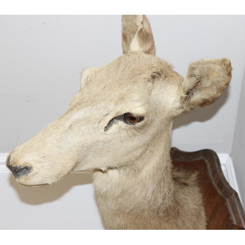 1553 - Vintage taxidermy study of an Elk head mounted on wooden shield, approx 80cm from tip of ear to bott... 