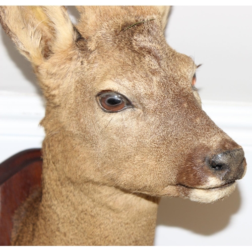 1554 - Vintage taxidermy study of a Roe Deer head mounted on wooden shield, approx 64cm from tip of ear to ... 