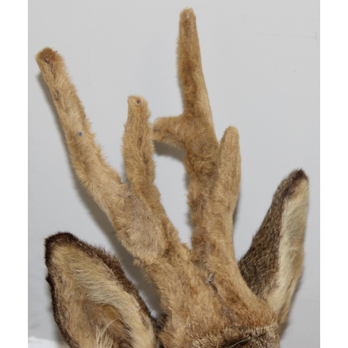 1554 - Vintage taxidermy study of a Roe Deer head mounted on wooden shield, approx 64cm from tip of ear to ... 