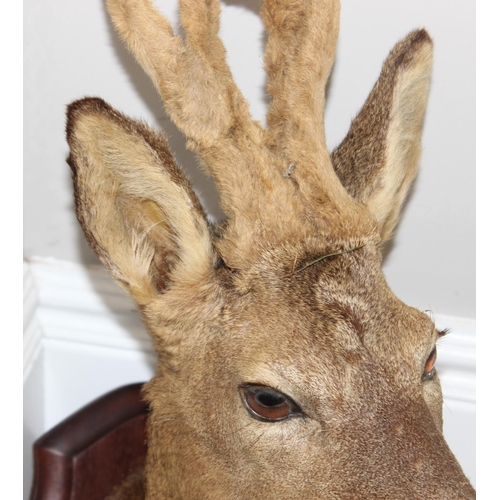 1554 - Vintage taxidermy study of a Roe Deer head mounted on wooden shield, approx 64cm from tip of ear to ... 