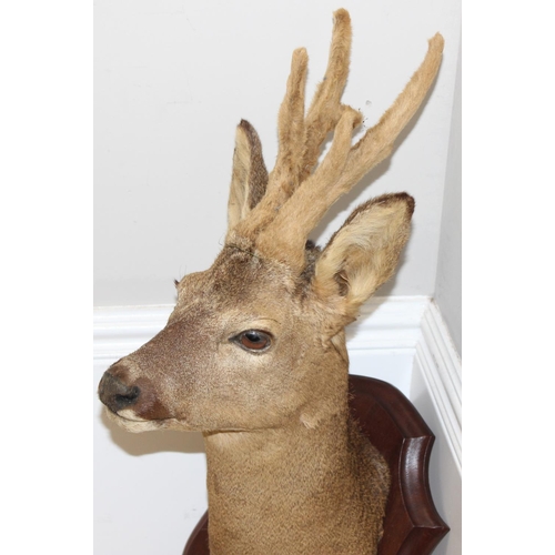 1554 - Vintage taxidermy study of a Roe Deer head mounted on wooden shield, approx 64cm from tip of ear to ... 