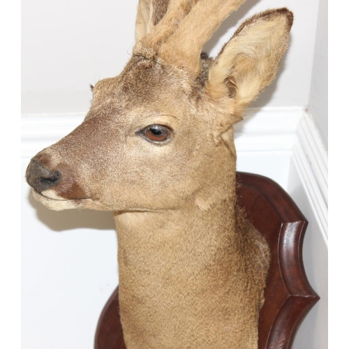 1554 - Vintage taxidermy study of a Roe Deer head mounted on wooden shield, approx 64cm from tip of ear to ... 