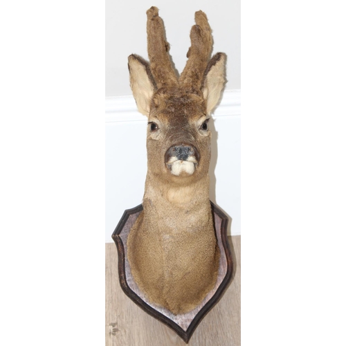 1555 - Vintage taxidermy study of a Roe Deer head mounted on wooden shield, approx 60cm from tip of ear to ... 