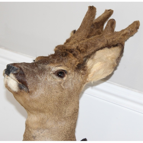 1555 - Vintage taxidermy study of a Roe Deer head mounted on wooden shield, approx 60cm from tip of ear to ... 