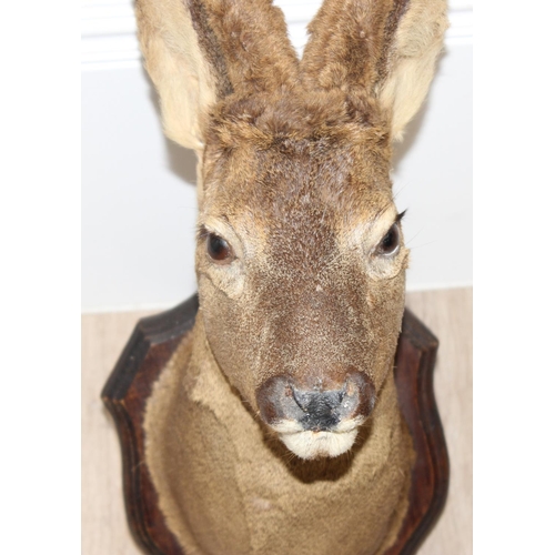 1555 - Vintage taxidermy study of a Roe Deer head mounted on wooden shield, approx 60cm from tip of ear to ... 