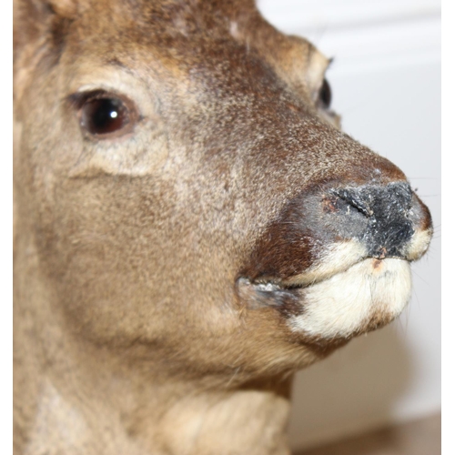 1555 - Vintage taxidermy study of a Roe Deer head mounted on wooden shield, approx 60cm from tip of ear to ... 