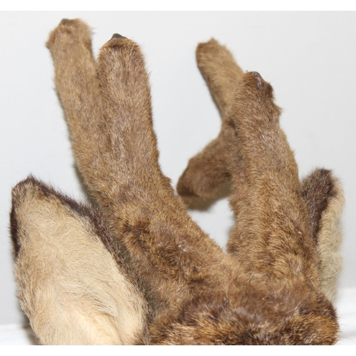 1555 - Vintage taxidermy study of a Roe Deer head mounted on wooden shield, approx 60cm from tip of ear to ... 