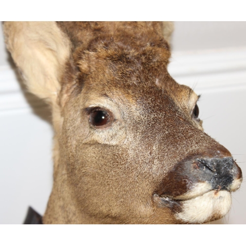 1555 - Vintage taxidermy study of a Roe Deer head mounted on wooden shield, approx 60cm from tip of ear to ... 