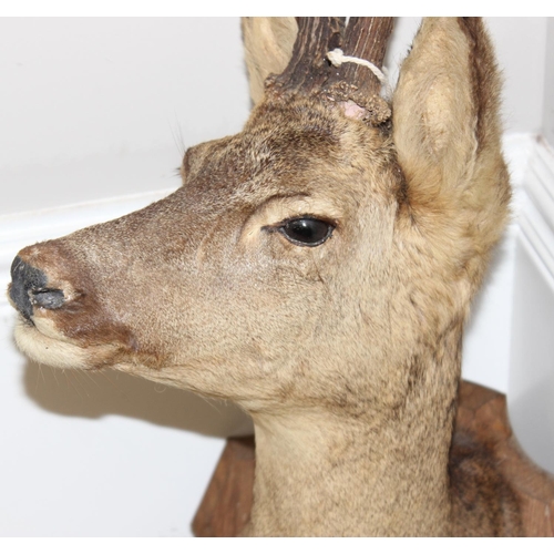 1556 - Vintage taxidermy study of a Roe Deer head mounted on wooden shield, approx 65cm from tip of ear to ... 