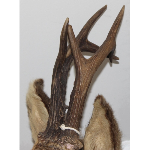 1556 - Vintage taxidermy study of a Roe Deer head mounted on wooden shield, approx 65cm from tip of ear to ... 