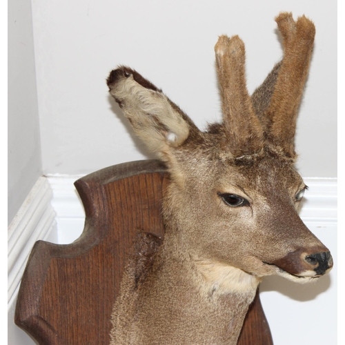 1557 - Vintage taxidermy study of a Roe Deer head mounted on wooden shield, approx 55cm from tip of ear to ... 