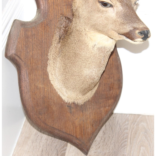 1557 - Vintage taxidermy study of a Roe Deer head mounted on wooden shield, approx 55cm from tip of ear to ... 