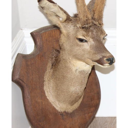 1557 - Vintage taxidermy study of a Roe Deer head mounted on wooden shield, approx 55cm from tip of ear to ... 