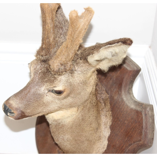 1557 - Vintage taxidermy study of a Roe Deer head mounted on wooden shield, approx 55cm from tip of ear to ... 