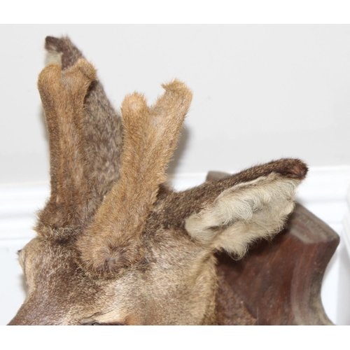 1557 - Vintage taxidermy study of a Roe Deer head mounted on wooden shield, approx 55cm from tip of ear to ... 