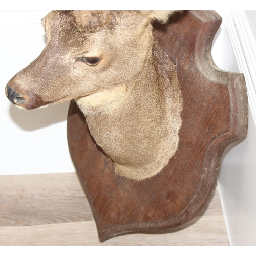 1557 - Vintage taxidermy study of a Roe Deer head mounted on wooden shield, approx 55cm from tip of ear to ... 