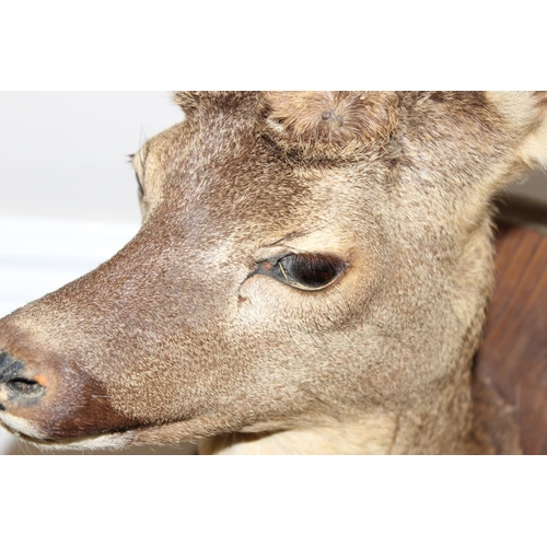 1557 - Vintage taxidermy study of a Roe Deer head mounted on wooden shield, approx 55cm from tip of ear to ... 