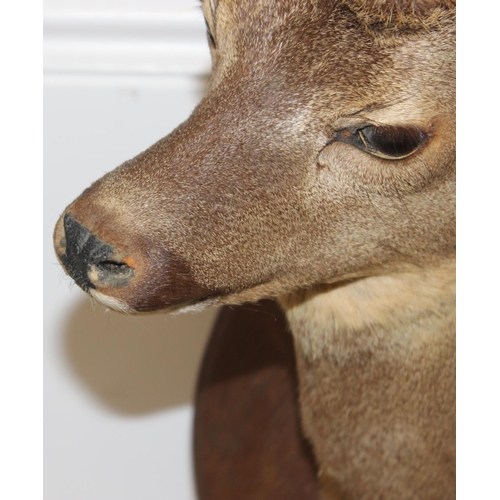 1557 - Vintage taxidermy study of a Roe Deer head mounted on wooden shield, approx 55cm from tip of ear to ... 