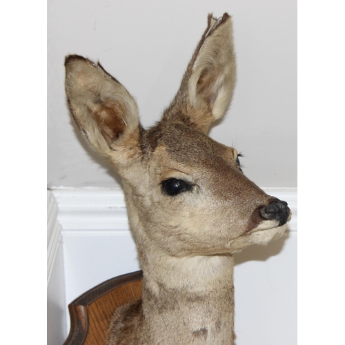 1558 - Vintage taxidermy study of a Roe Deer head mounted on wooden shield, approx 55cm from tip of ear to ... 