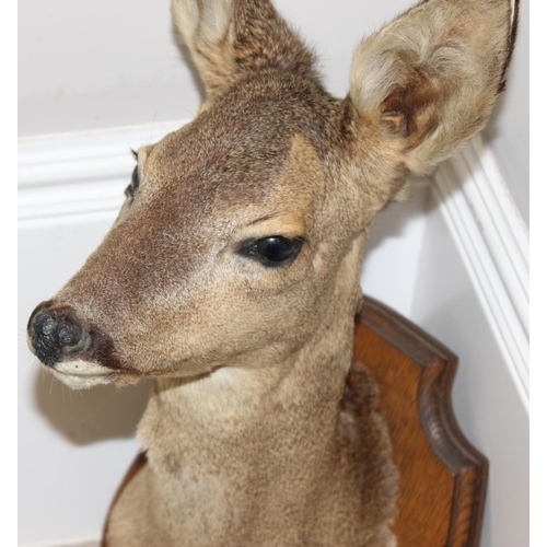 1558 - Vintage taxidermy study of a Roe Deer head mounted on wooden shield, approx 55cm from tip of ear to ... 