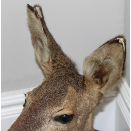 1558 - Vintage taxidermy study of a Roe Deer head mounted on wooden shield, approx 55cm from tip of ear to ... 